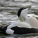 Eider à duvet