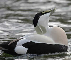 Eider à duvet