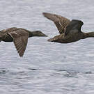 Eider à duvet