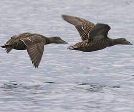 Eider à duvet