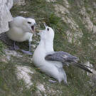 Fulmar boréal