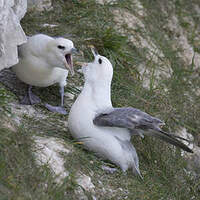 Fulmar boréal