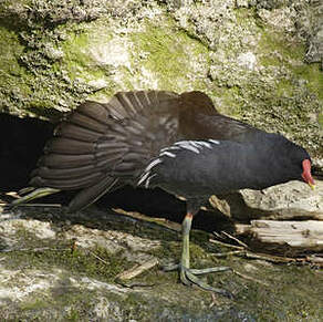 Gallinule poule-d'eau