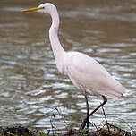 Grande Aigrette