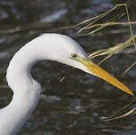 Grande Aigrette