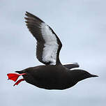 Guillemot à miroir