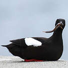 Guillemot à miroir