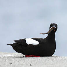 Guillemot à miroir