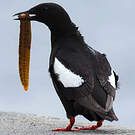 Guillemot à miroir