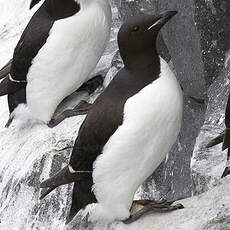 Guillemot de Brünnich