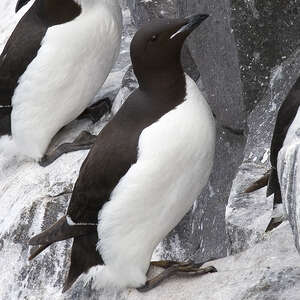 Guillemot de Brünnich