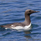 Guillemot de Troïl