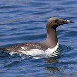 Guillemot de Troïl