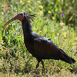 Ibis chauve