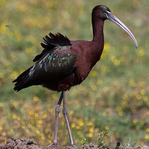 Ibis falcinelle