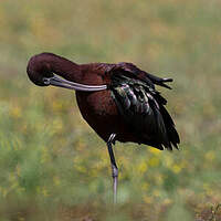 Ibis falcinelle