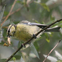 Mésange bleue