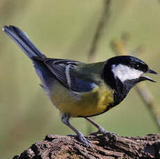 Mésange charbonnière