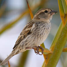 Moineau espagnol