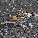 Moineau espagnol