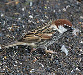 Moineau espagnol