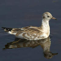 Mouette rieuse