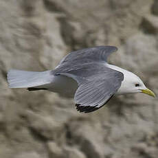 Mouette tridactyle