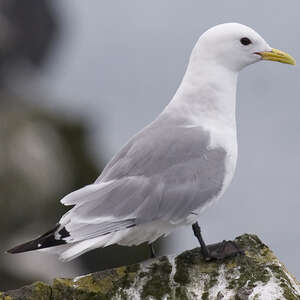 Mouette tridactyle