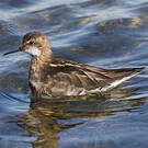 Phalarope à bec étroit