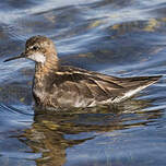 Phalarope à bec étroit