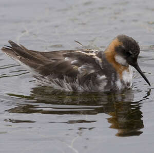 Phalarope à bec étroit