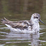 Phalarope à bec étroit