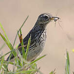 Pipit farlouse