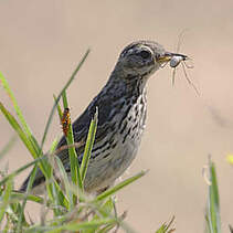 Pipit farlouse