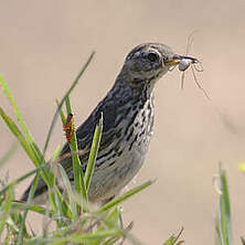 Pipit farlouse