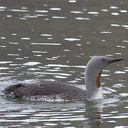 Gaviiformes