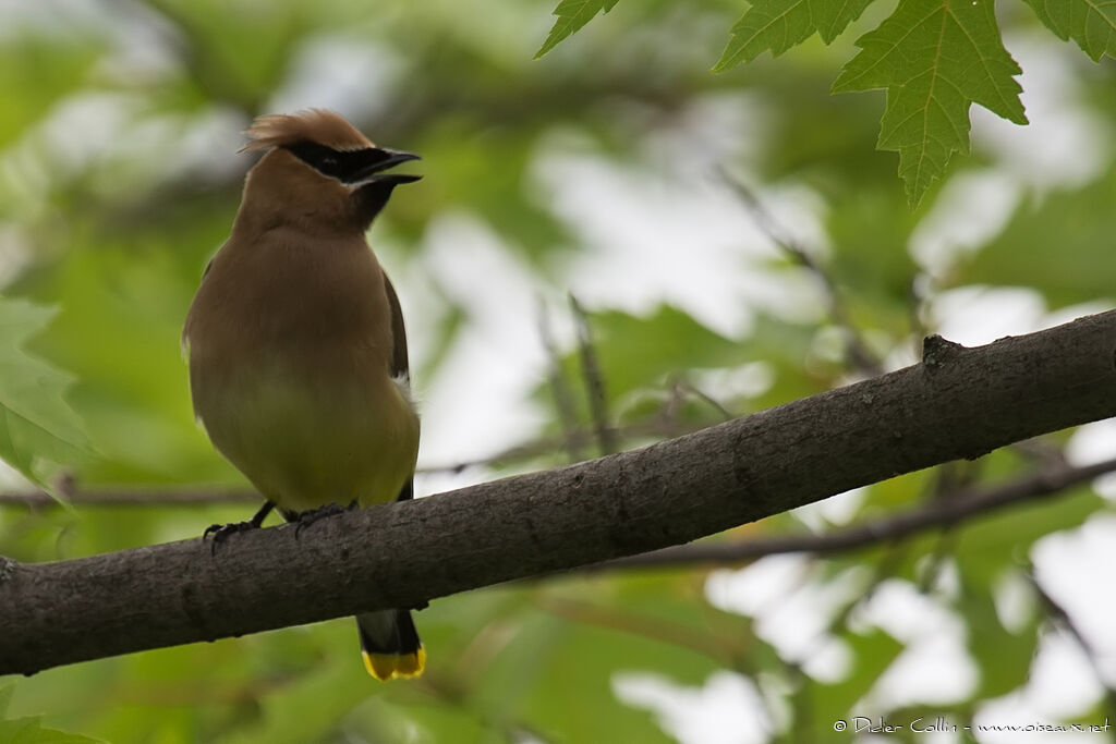 Cedar Waxwingadult