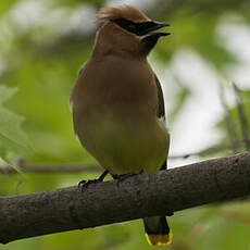 Cedar Waxwing