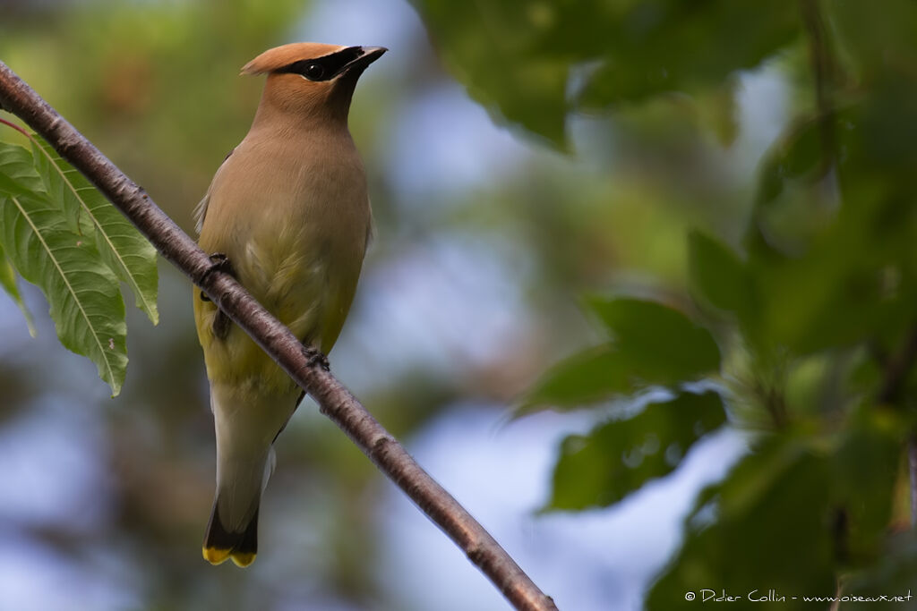 Cedar Waxwingadult, identification