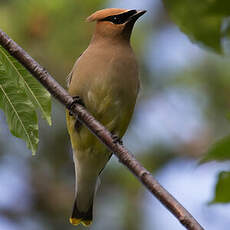 Cedar Waxwing