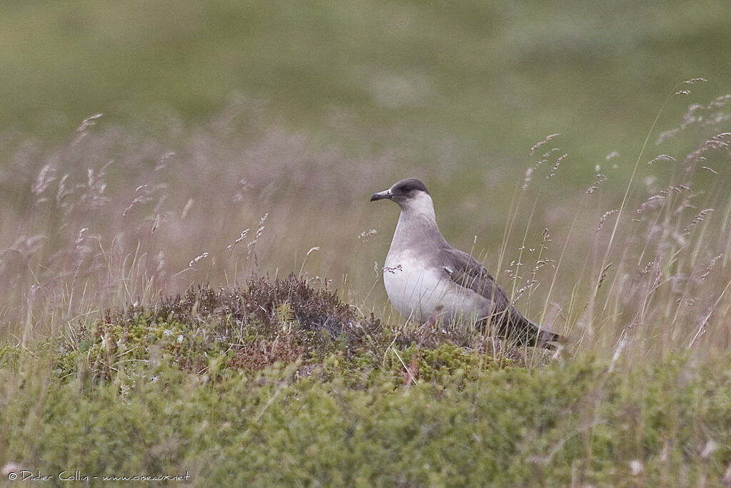 Parasitic Jaeger male adult, identification