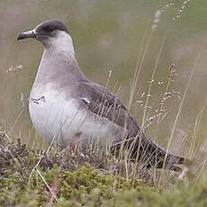 Parasitic Jaeger