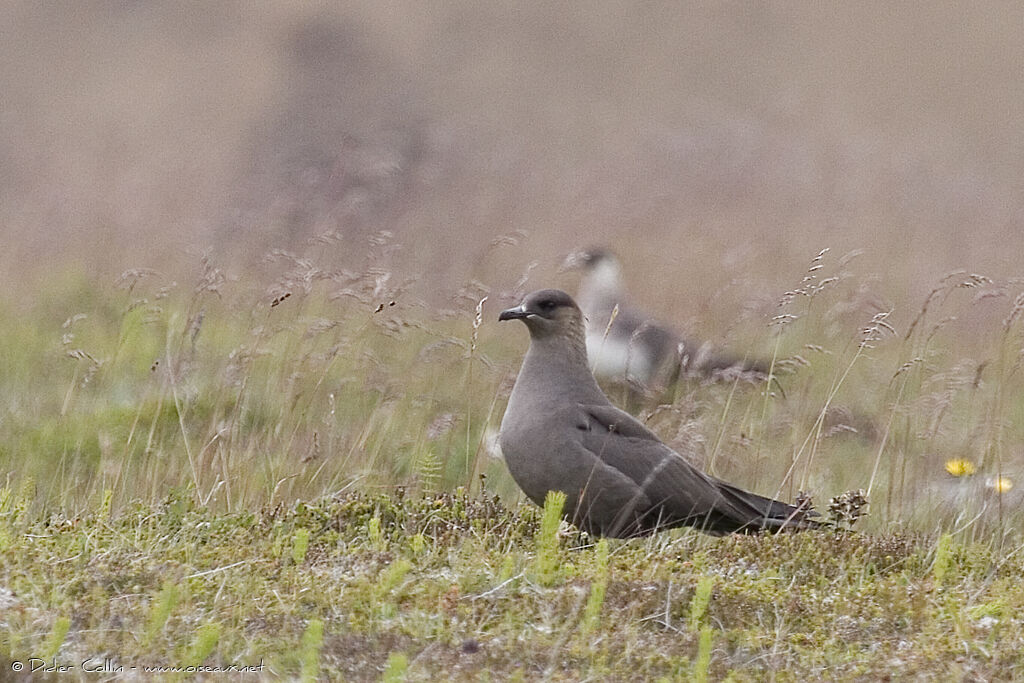 Parasitic Jaeger female adult, identification