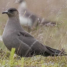 Parasitic Jaeger