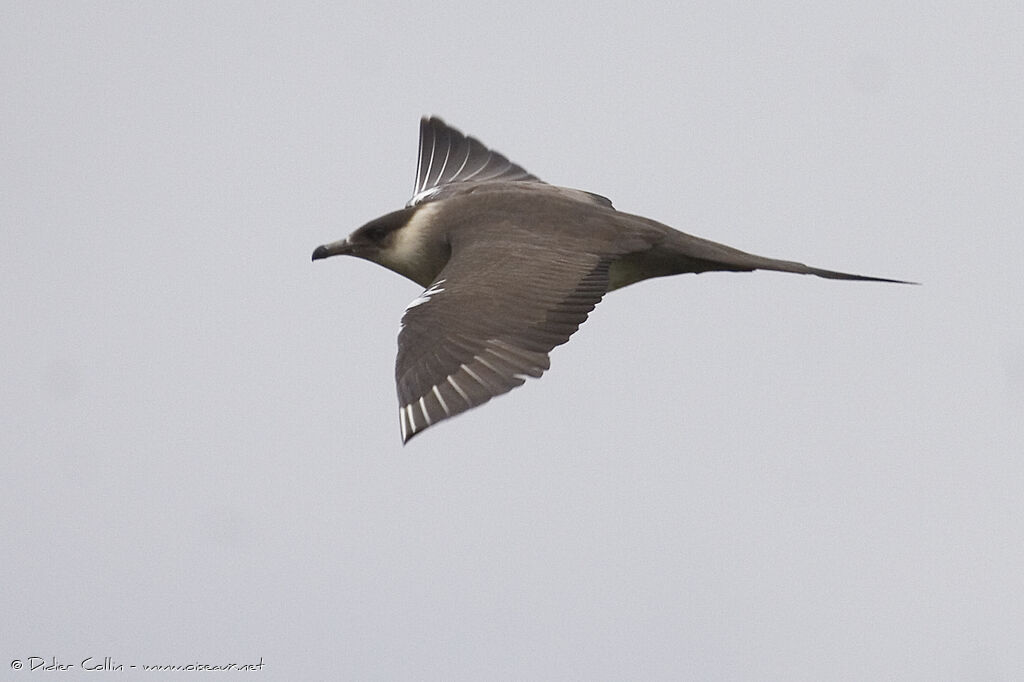 Parasitic Jaeger male adult, identification