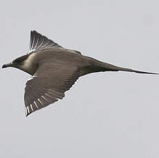 Parasitic Jaeger