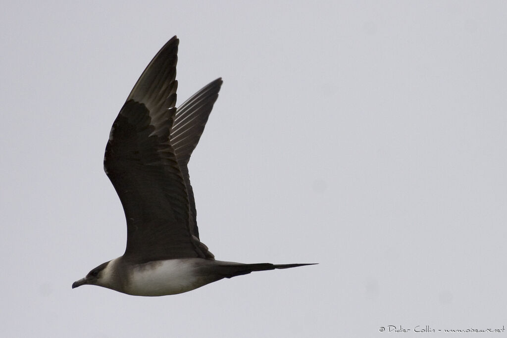 Parasitic Jaeger male adult, identification