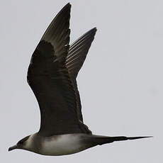 Parasitic Jaeger