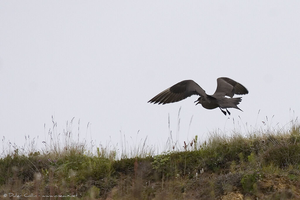 Parasitic Jaeger