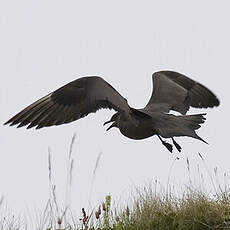 Parasitic Jaeger